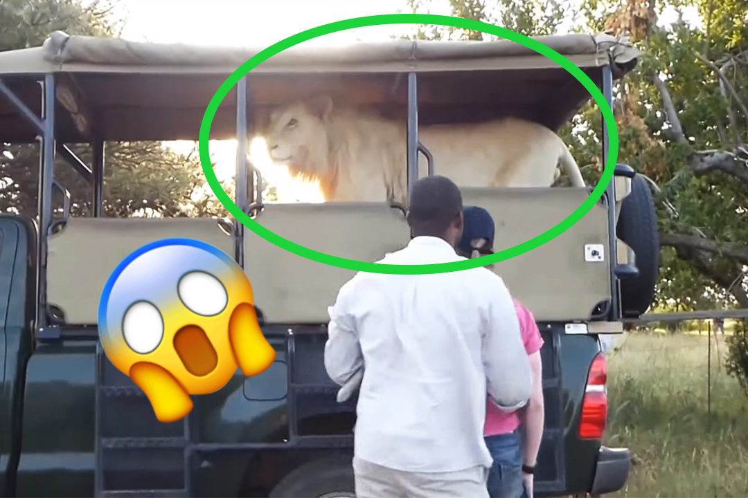 Lions on safari ride