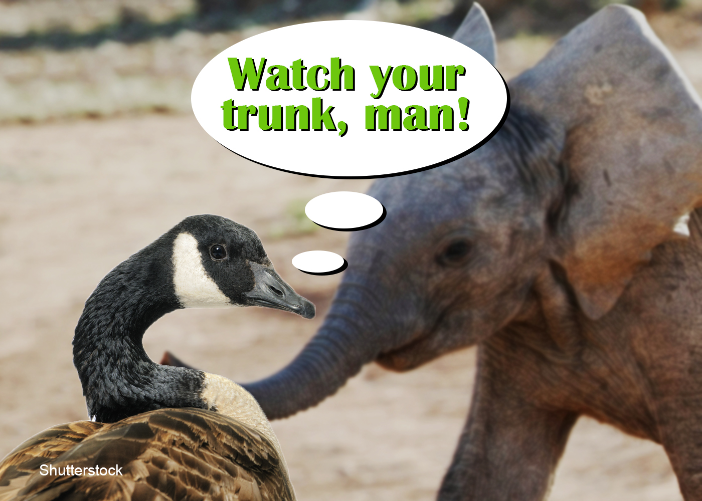 goose vs elephant fight featured image